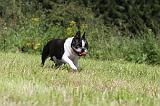 BOSTON TERRIER 043